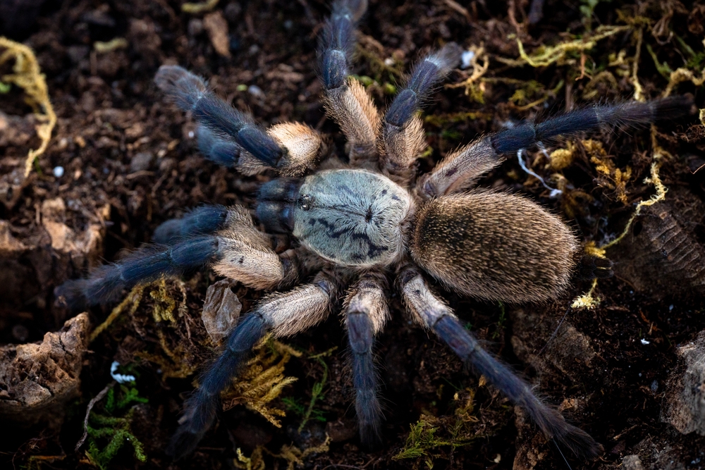 Monocentropus balfouri tarantula
