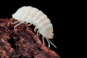 Snow White Isopod (Porcellio laevis)