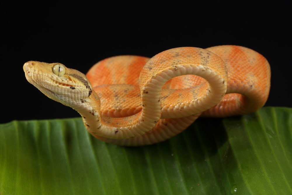 Amazon tree boa (corallus hortulana)