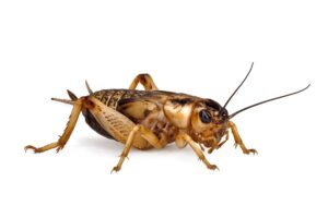 Brown Silent Cricket (Gryllus assimilis)