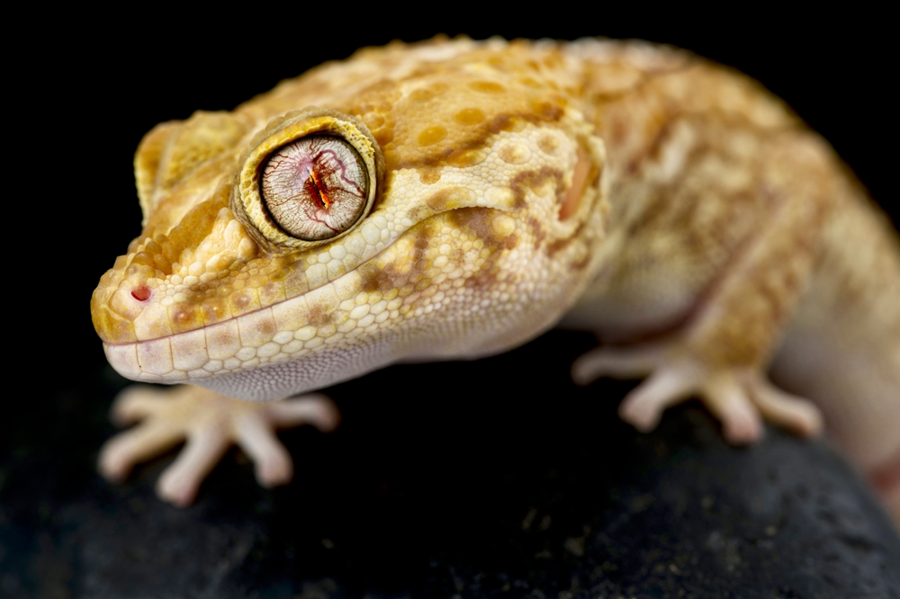 An albino Madagascar ground gecko.