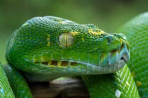 Green tree python head