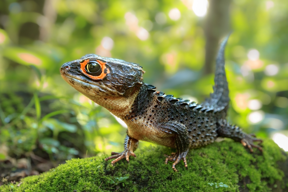 Red-eyed crocodile skink