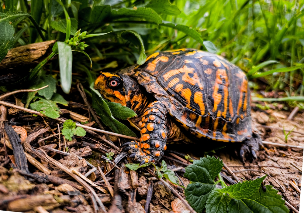 Eastern box turtle (Terrapene carolina Carolina)- present in Indigenous Peoples of North America culture