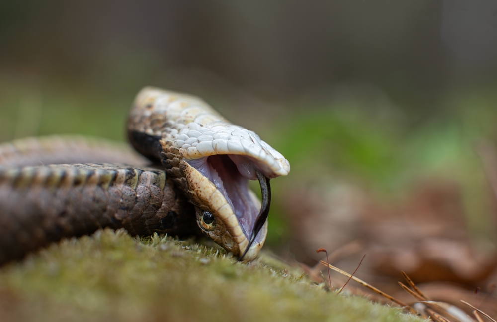 Hognose snakes are famous for "playing dead"