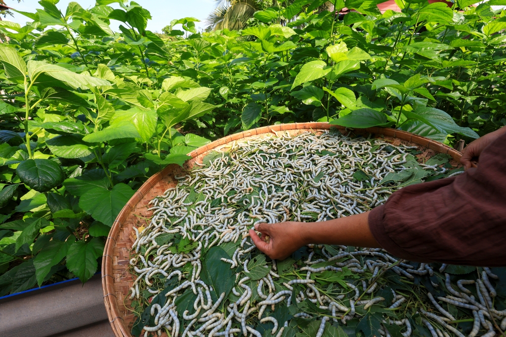 Silkworm farming
