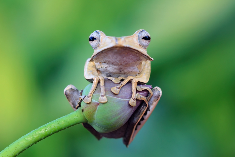 The file-eared frog (Polypedates otilophus)