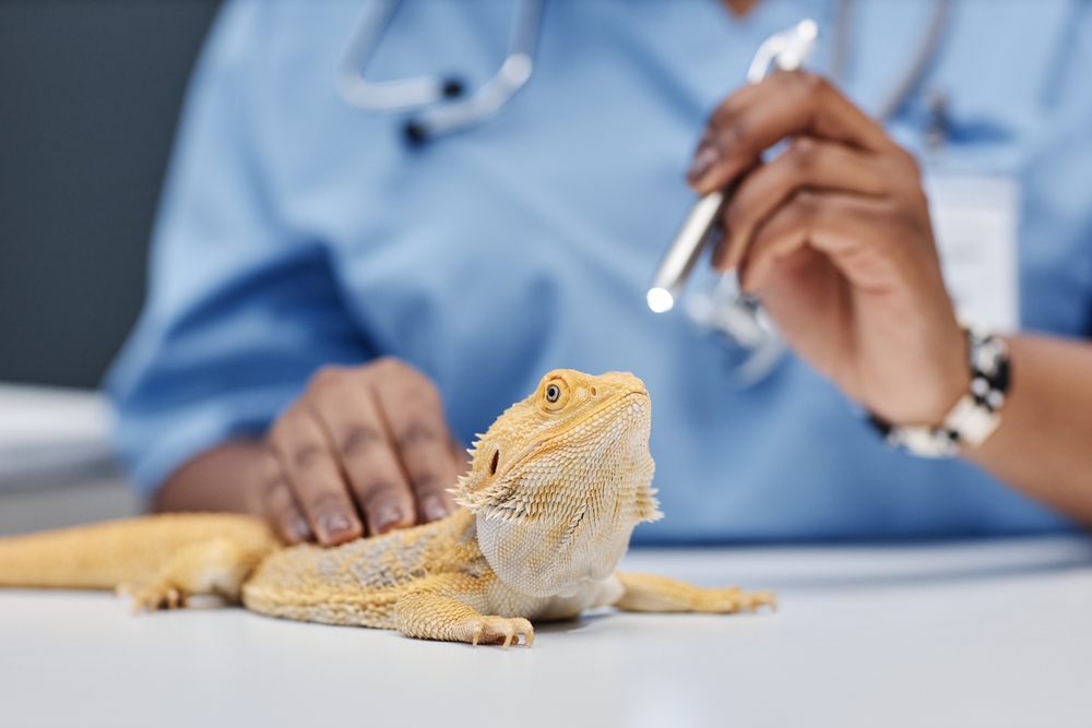 Professional veterinary advice should be sought after performing reptile first aid 