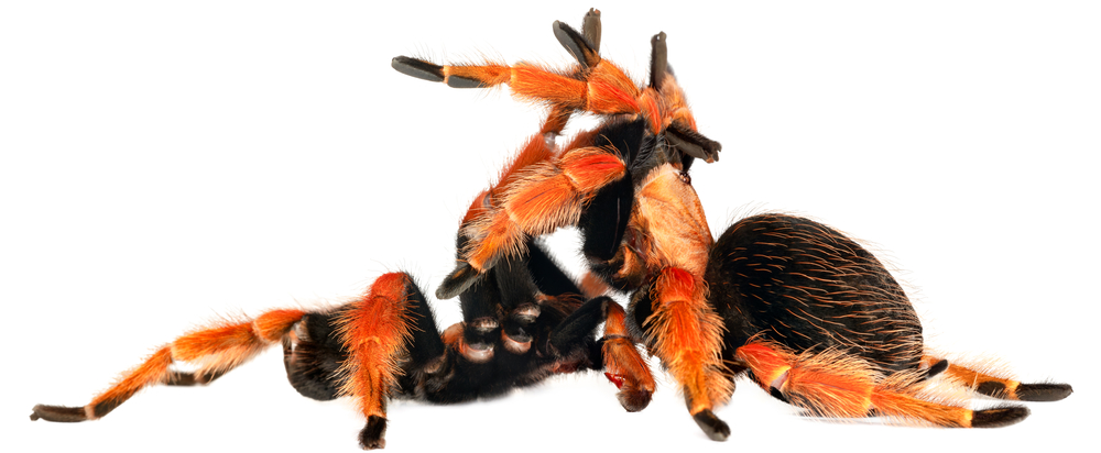 Tarantula mating
