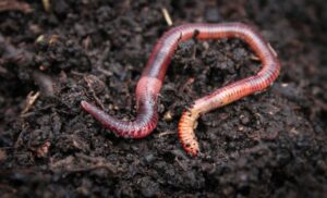 Earthworm (Dendrobaena)