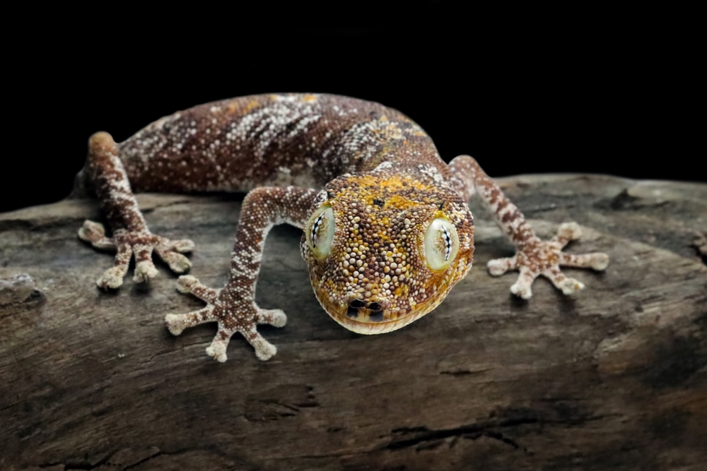 Northern spiny-tailed gecko