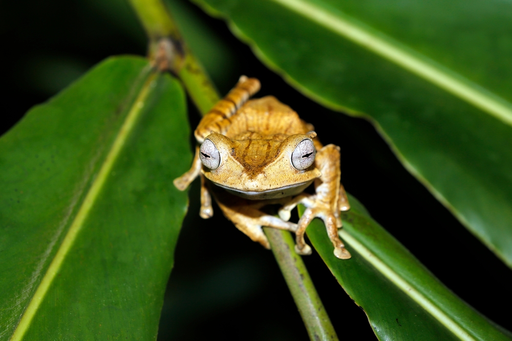 The file-eared frog (Polypedates otilophus)