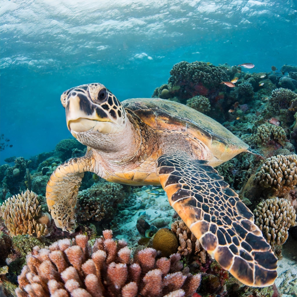 Adult loggerhead sea turtle (Caretta caretta)