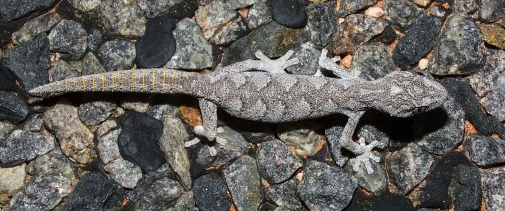 Western spiny-tailed gecko (Strophurus strophurus)