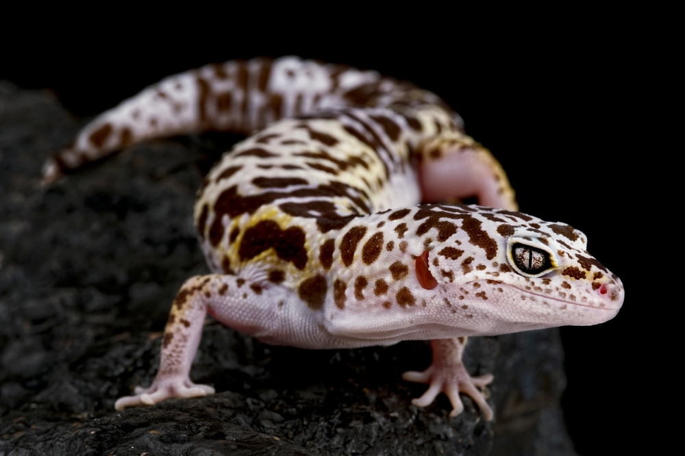 West Indian leopard gecko (Eublepharis fuscus)