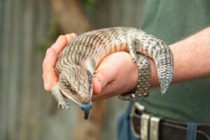 Blue-Tongued Skink (Tiliqua sp.) are a large-sized species (around 38-61 cm in length)