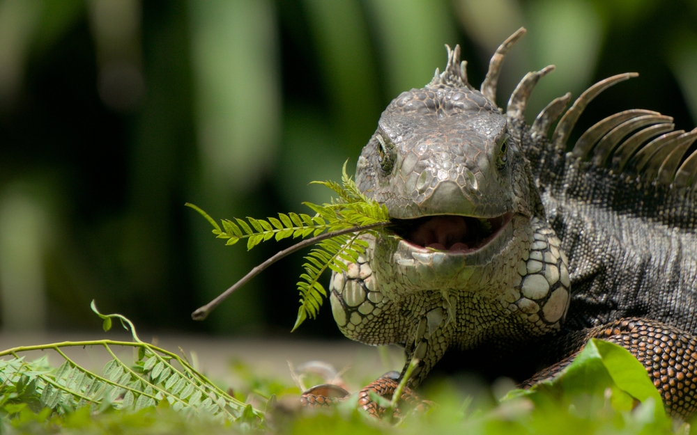 Iguana eats plants
