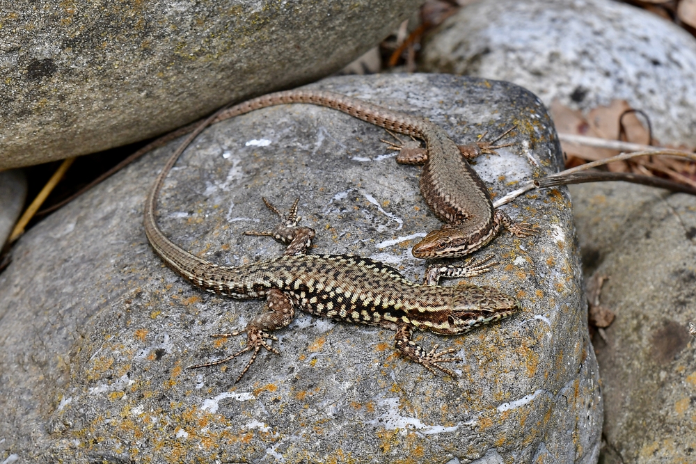 Common wall lizard (Podarcis muralis)