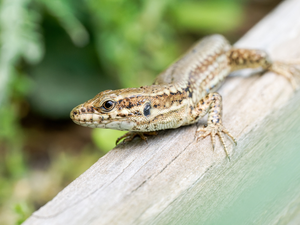 Common wall lizard (Podarcis muralis)