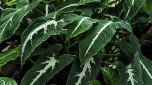 Syngonium Wendlandii (Silver Goosefoot) ideal for red-eyed crocodile skinks