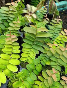 Marcgravia Sintinisii (Shingling Vine) ideal for red-eyed crocodile skinks