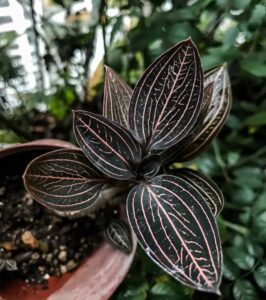 Ludisia discolor (Jewel Orchid) ideal for red-eyed crocodile skinks