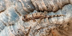 Chahoua gecko (Rhacodactylus chachoua) a species of lizards