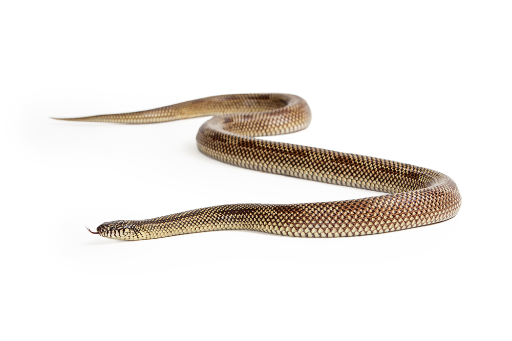 Apalachicola kingsnake (Lampropeltis getula meansi)