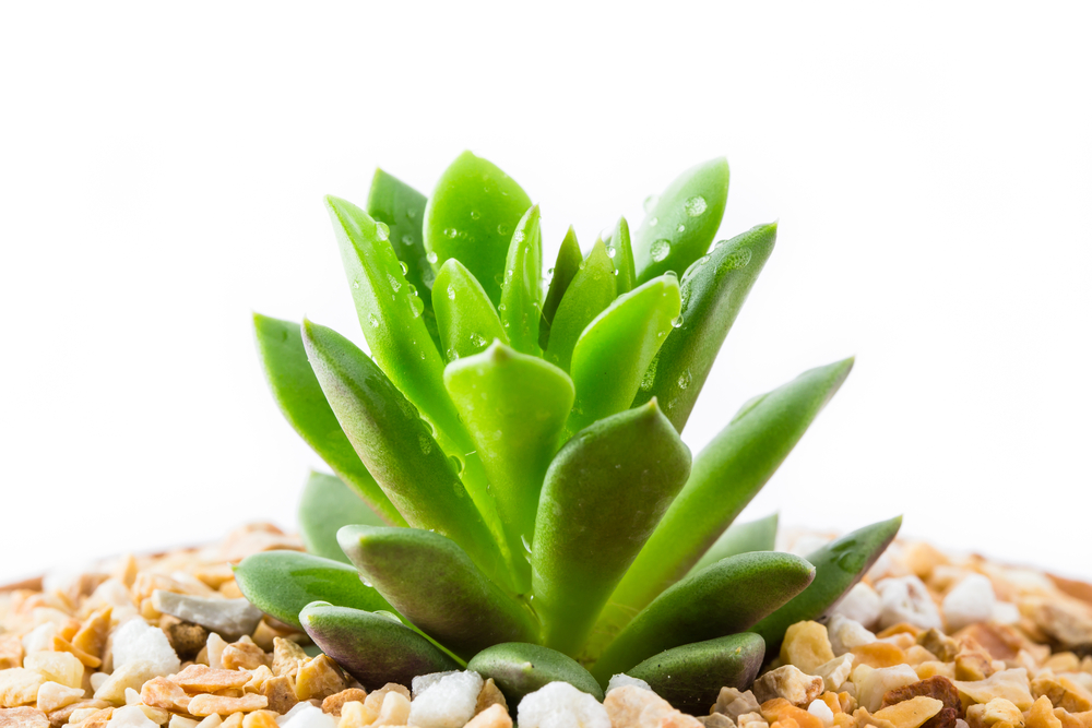Some house plants make great terrarium plants too.