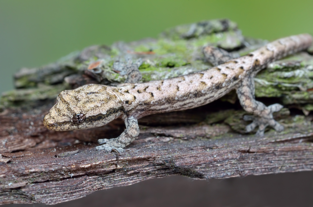 Mourning gecko (Lepidodactylus lugubris)