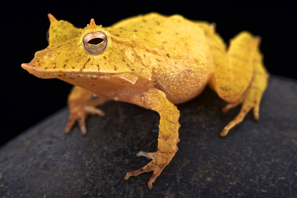 The Solomon Island leaf frog (Ceratobatrachus guentheri)