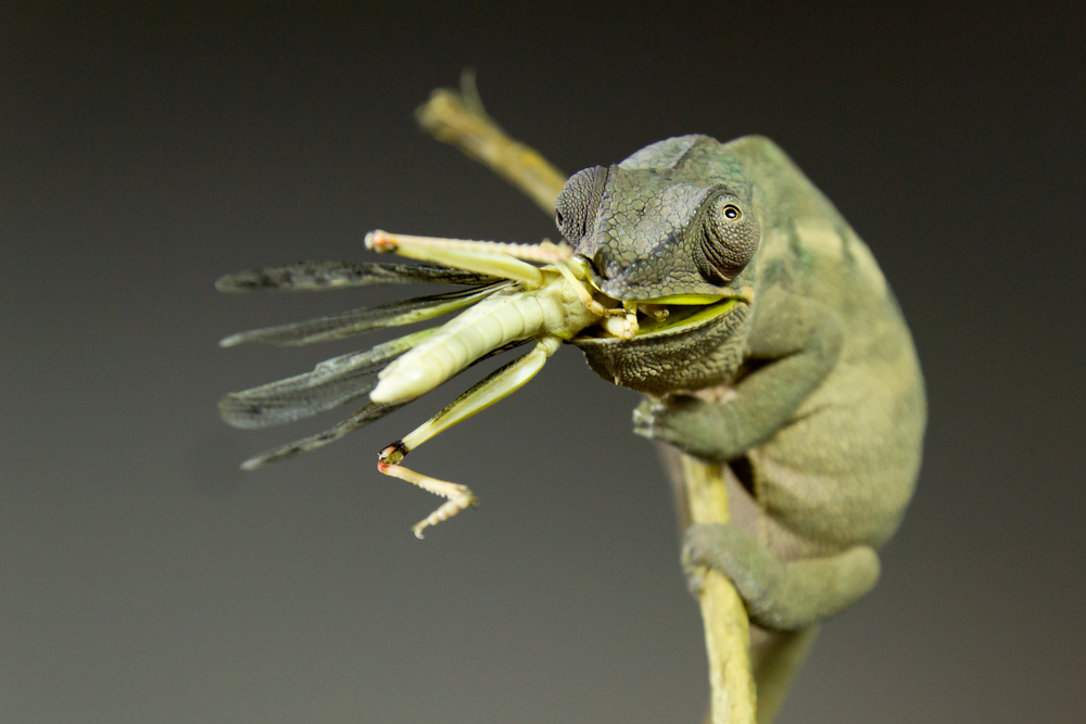 Yemen chameleon feeding