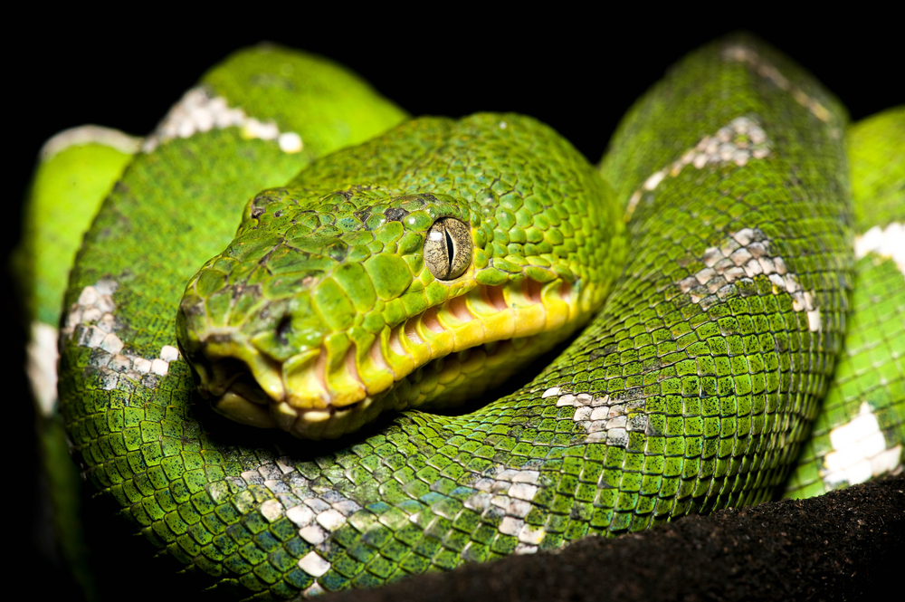 Emerald tree boa (Corallus caninus)