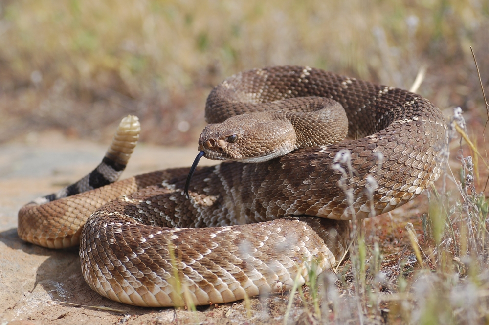 Red diamond rattlesnakes are locally threatened.