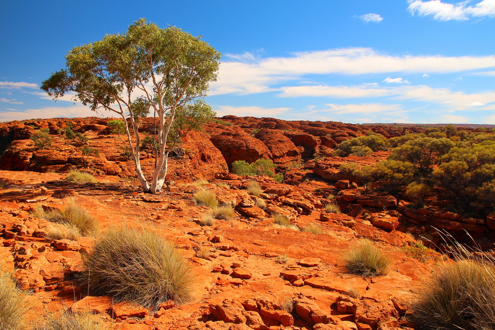 Australian outback environment