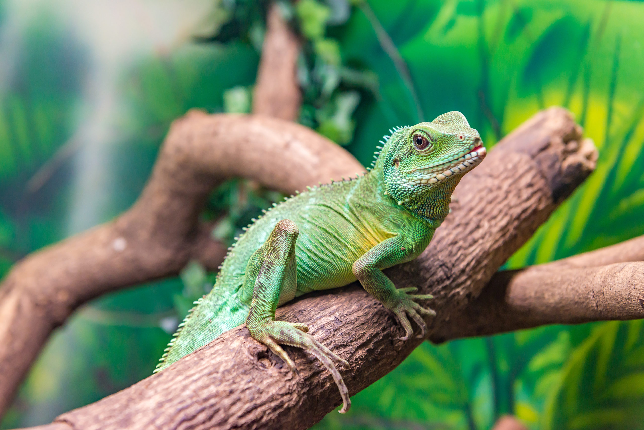 Enrichment for Reptiles and Amphibians EK Magazine