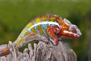 Panther Chameleon (Furcifer pardalis) a species of lizards