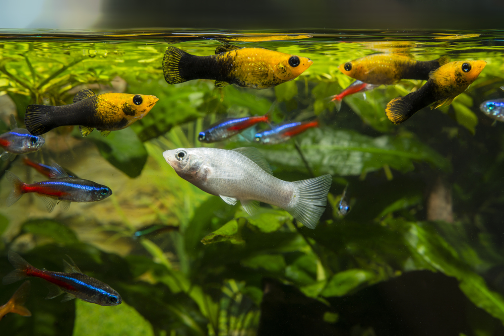 Amazonian species are popular aquarium fish