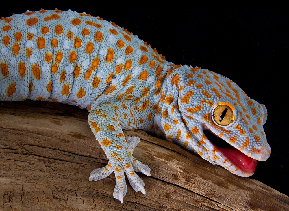 Tokay gecko