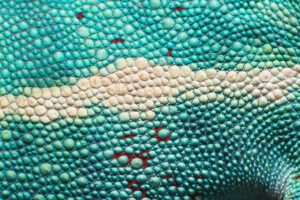 Panther Chameleon (Furcifer pardalis) a species of lizards