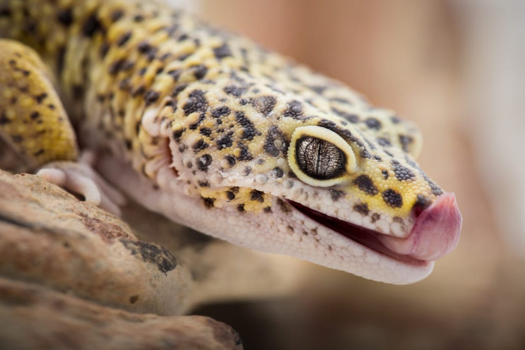 Leopard Gecko Care Guide EK Magazine
