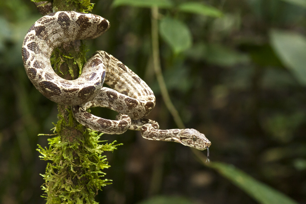 Amazon Tree Boa