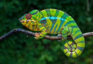 Panther Chameleon (Furcifer pardalis) a species of lizards
