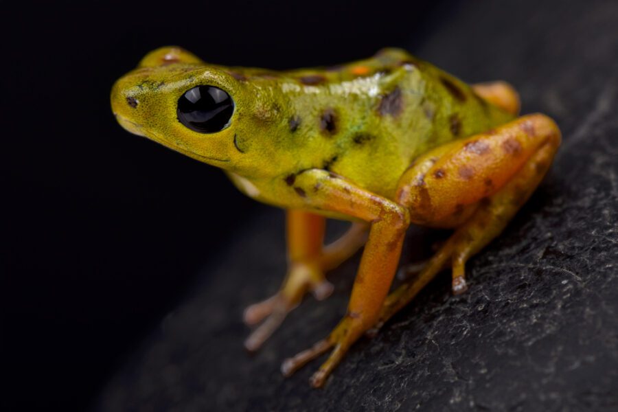 Toros Frog The Strawberry Poison Dart Frog of Bocas del Toro | EK Magazine