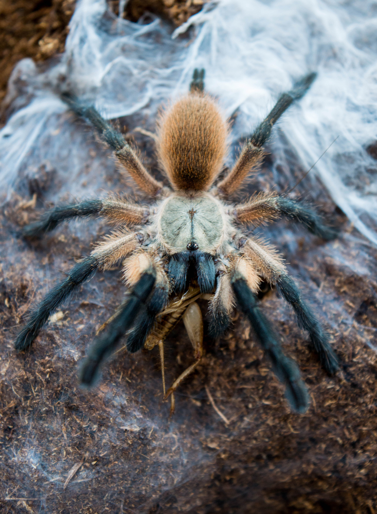 Socotra Island blue baboon tarantula (monocentropus balfouri)