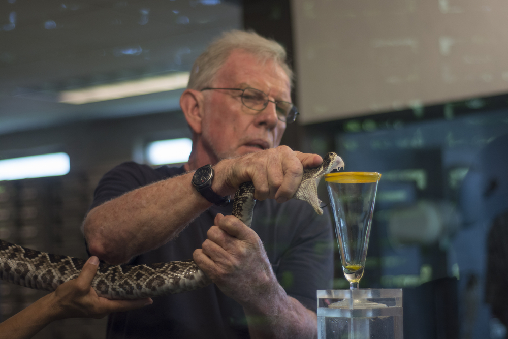 George Van Horn milking rattlesnakes
