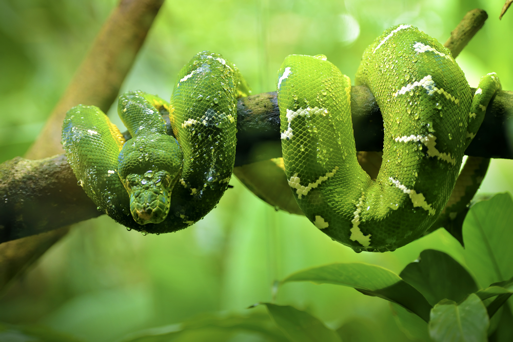 Green tree python (Morelia viridis)