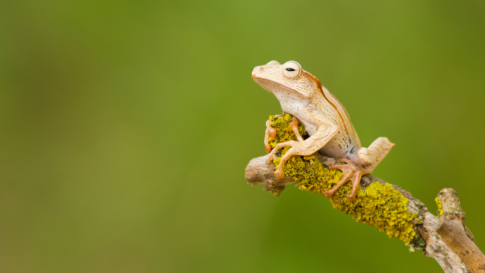 The file-eared frog (Polypedates otilophus)
