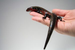 Fire Skink (Lepidothyris fernandi) are a medium-sized species (around 30-38 cm in length)