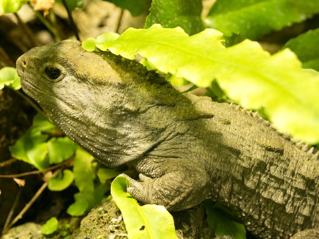 sphenodon punctatus, tuatara